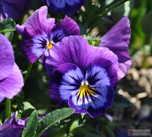 Viola wittrockiana 'Lavender blue' -- Garten-Stiefmütterchen